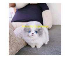 In regalo  cucciolo di Pomeran