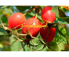 Bacche di rosa canina