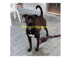 In regalo CANE PIT BULL