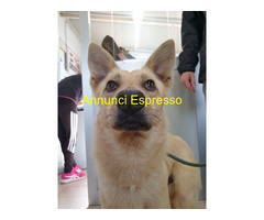 In regalo CANE METICCIO
