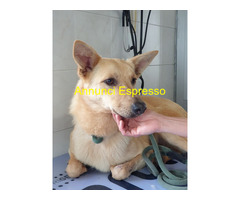 In regalo CANE METICCIO