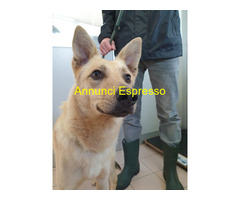 In regalo CANE METICCIO