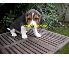 Beagle tricolore femminuccia
