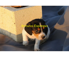 Beagle tricolore femminuccia