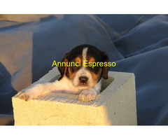 Beagle tricolore femminuccia