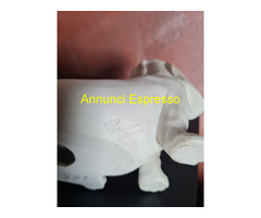 Cesare Villari   Basset  Hound cucciolo vintage  i