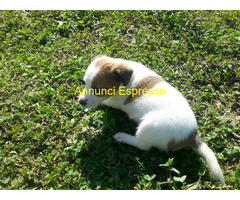 Jack Russell cuccioli