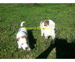 Jack Russell cuccioli