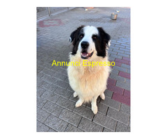 In regalo CANE METICCIO