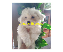 Maltipoo nano maschietto