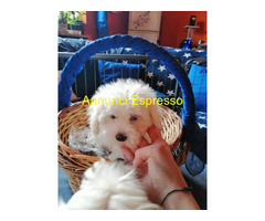 Maltipoo nano maschietto