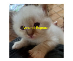 Gatto Sacro di Birmania