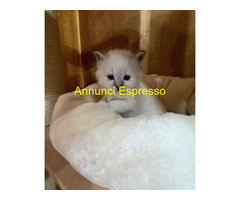 Gatto Sacro di Birmania