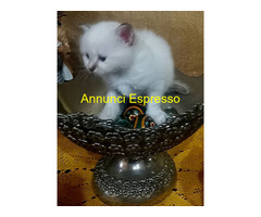 Gatto Sacro di Birmania