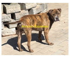 In regalo CANE METICCIO