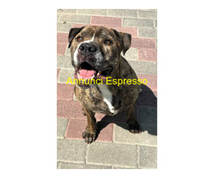 In regalo CANE METICCIO