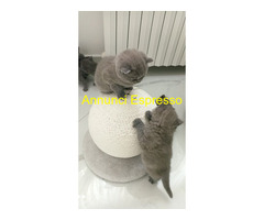 Gattini British shorthair