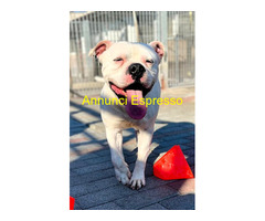 In regalo CANE AMERICAN BULLDOG