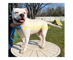 In regalo CANE AMERICAN BULLDOG