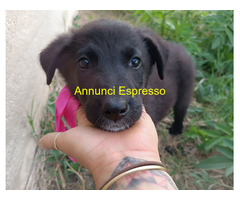 In regalo UNA MAMMA PER LUPETTA
