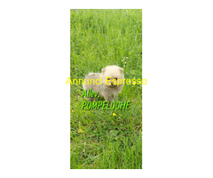 CUCCIOLINO POMERANIA NANO