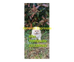 CUCCIOLO VOLPINO POMERANIA TOY