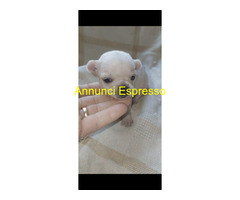 Chihuahua mini
