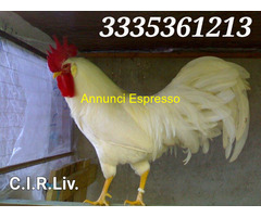 Galline livornesi bianche purissime in vendita
