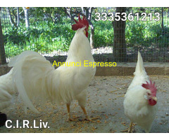 Galline di razza