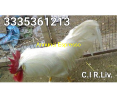 Galline di razza