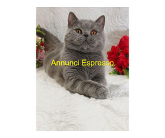 British Shorthair femmina