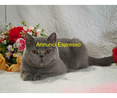 British Shorthair femmina