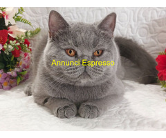British Shorthair femmina