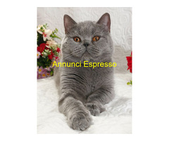 British Shorthair femmina