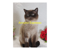 British Shorthair ENFI