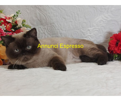 British Shorthair Point