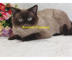 British Shorthair Point