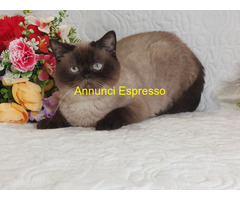 British Shorthair Point