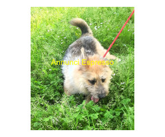 In regalo CANE METICCIO