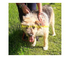In regalo CANE METICCIO