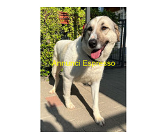 In regalo CANE METICCIO