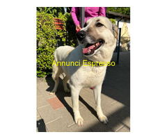 In regalo CANE METICCIO