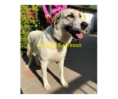 In regalo CANE METICCIO