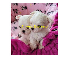 Maltese toy cuccioli