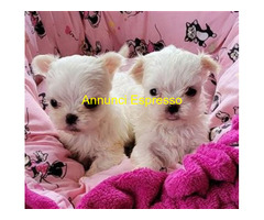 Maltese toy cuccioli
