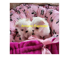 Maltese toy cuccioli