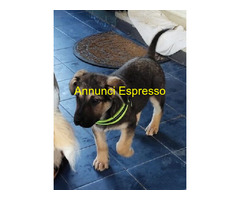 In regalo PADDY 3 mesi e mezzo