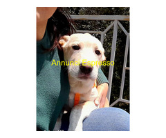 In regalo MIA ASPETTA UNA MAMMA