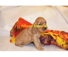 Cocker Spaniel cuccioli