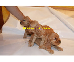 Cocker Spaniel cuccioli